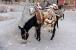 Donkey